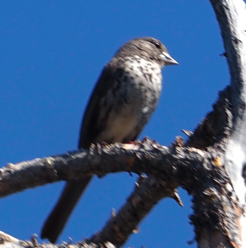 Fox Sparrow - ML348704331