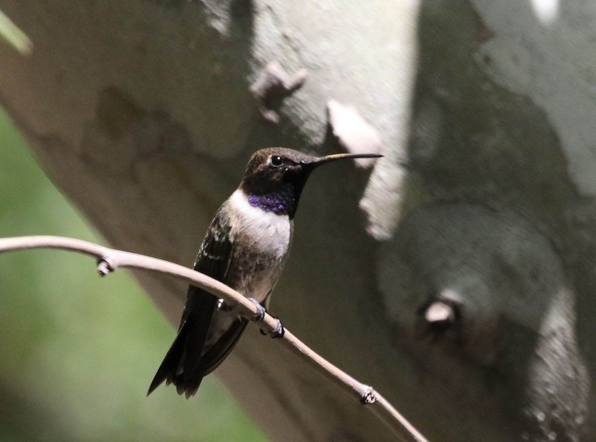 Black-chinned Hummingbird - Melinda  Berger