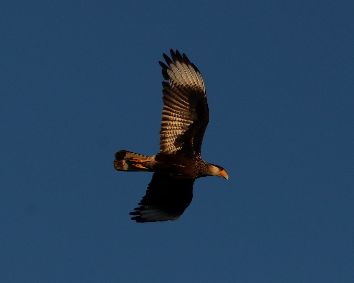 Crested Caracara (Southern) - ML348709641