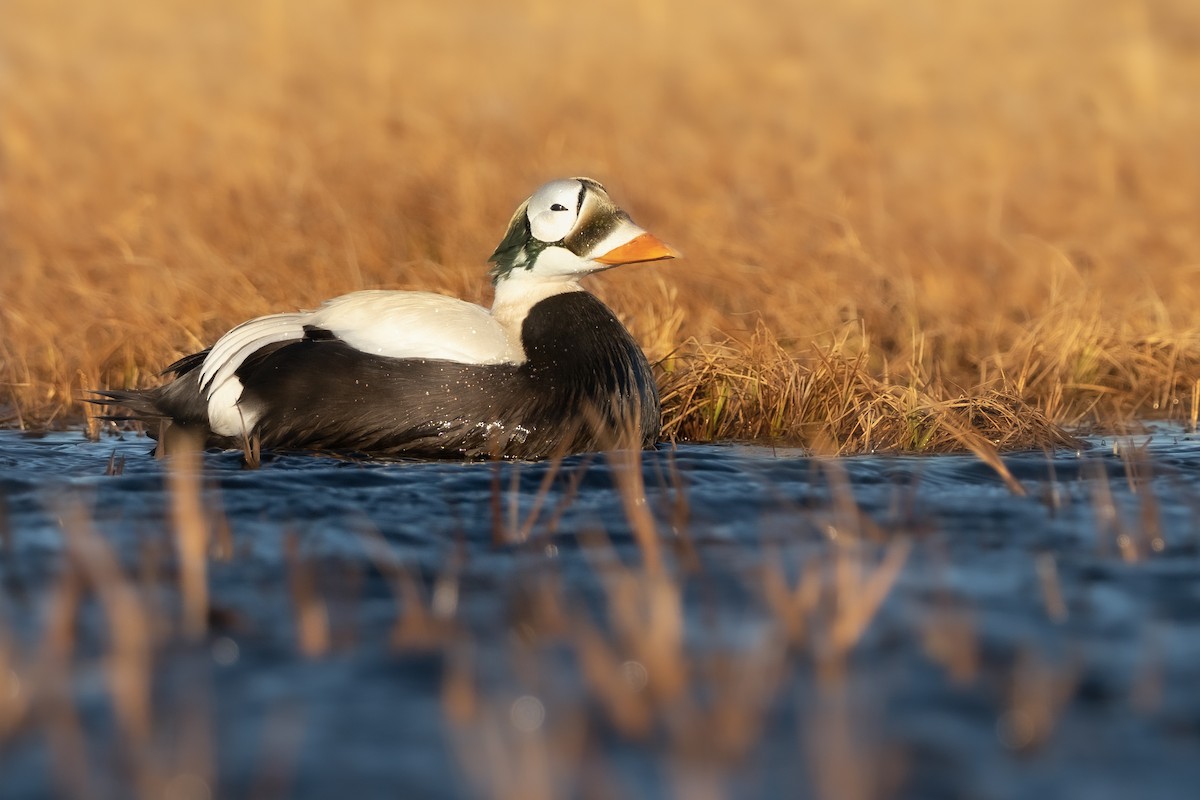 Spectacled Eider - ML348709801