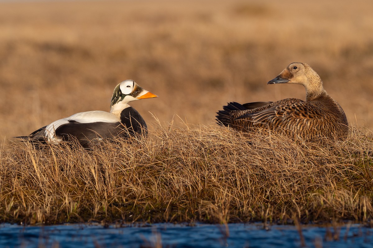 Spectacled Eider - ML348709841