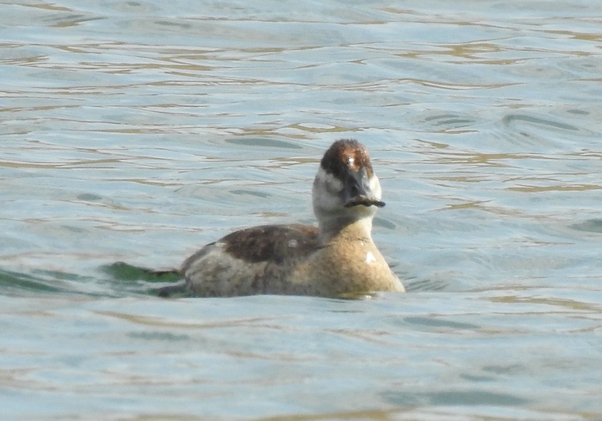 Ruddy Duck - ML348709981