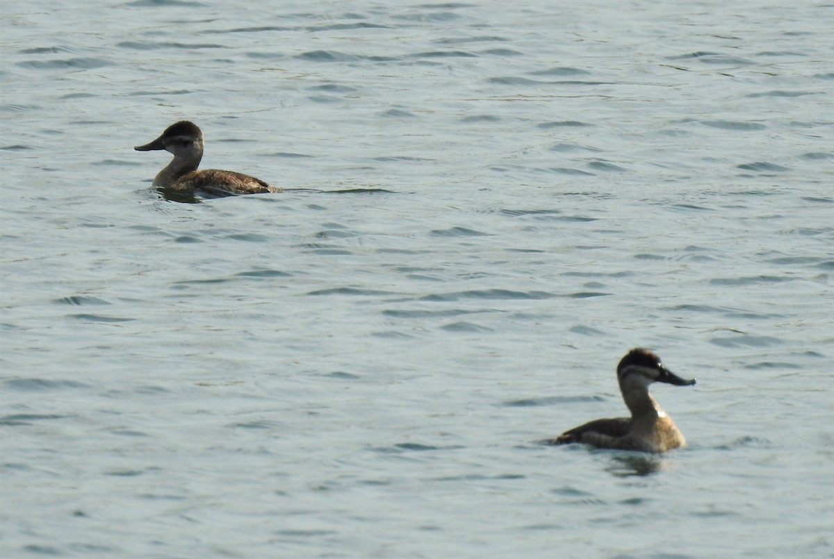 Ruddy Duck - ML348710001