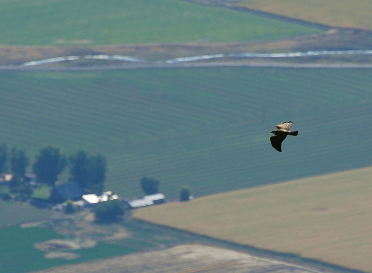 Broad-winged Hawk - ML34871121