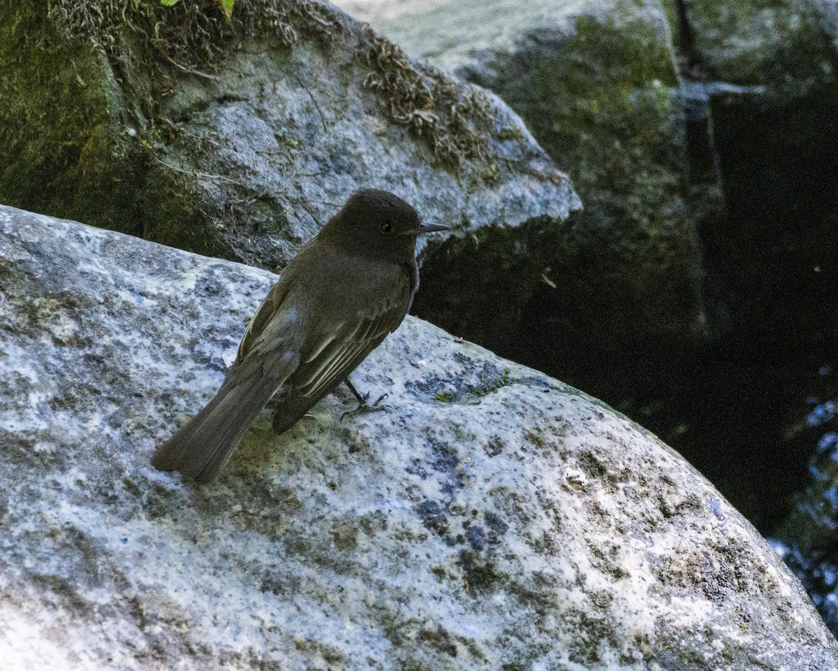 Black Phoebe - ML348711401