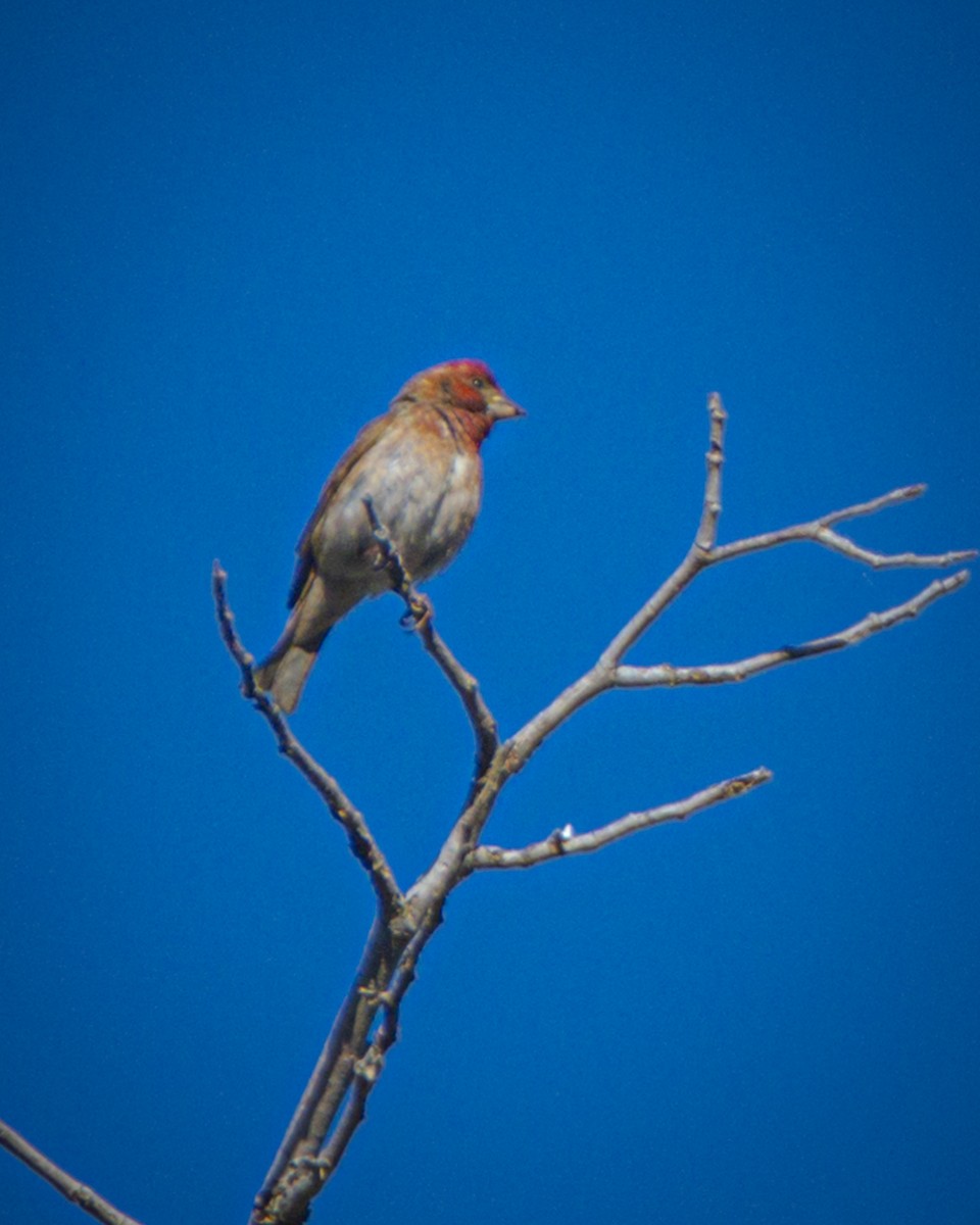 Purple Finch - ML348711591