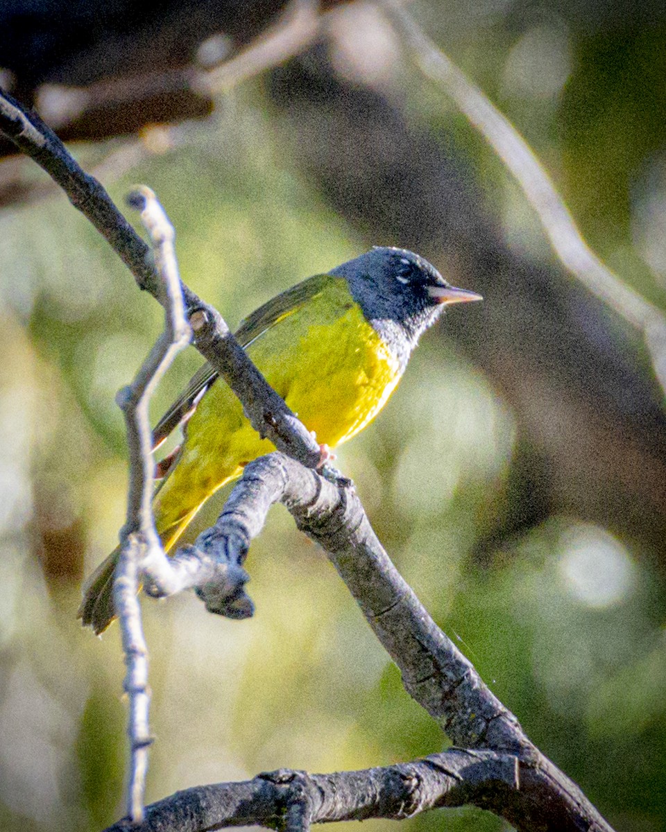 MacGillivray's Warbler - ML348711941