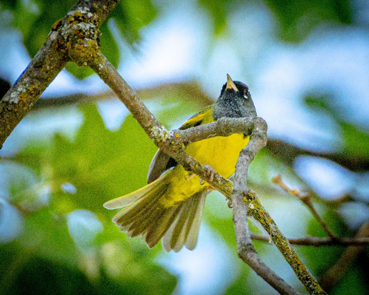 MacGillivray's Warbler - ML348711991