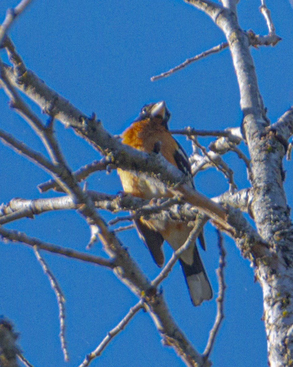 Black-headed Grosbeak - James Kendall