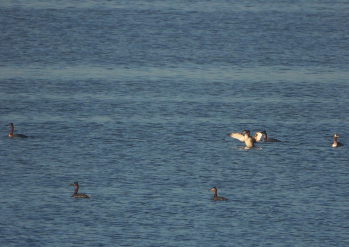 Great Grebe - ML348712151