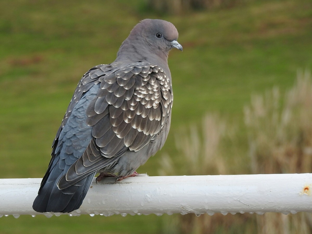 Spot-winged Pigeon - ML348712401