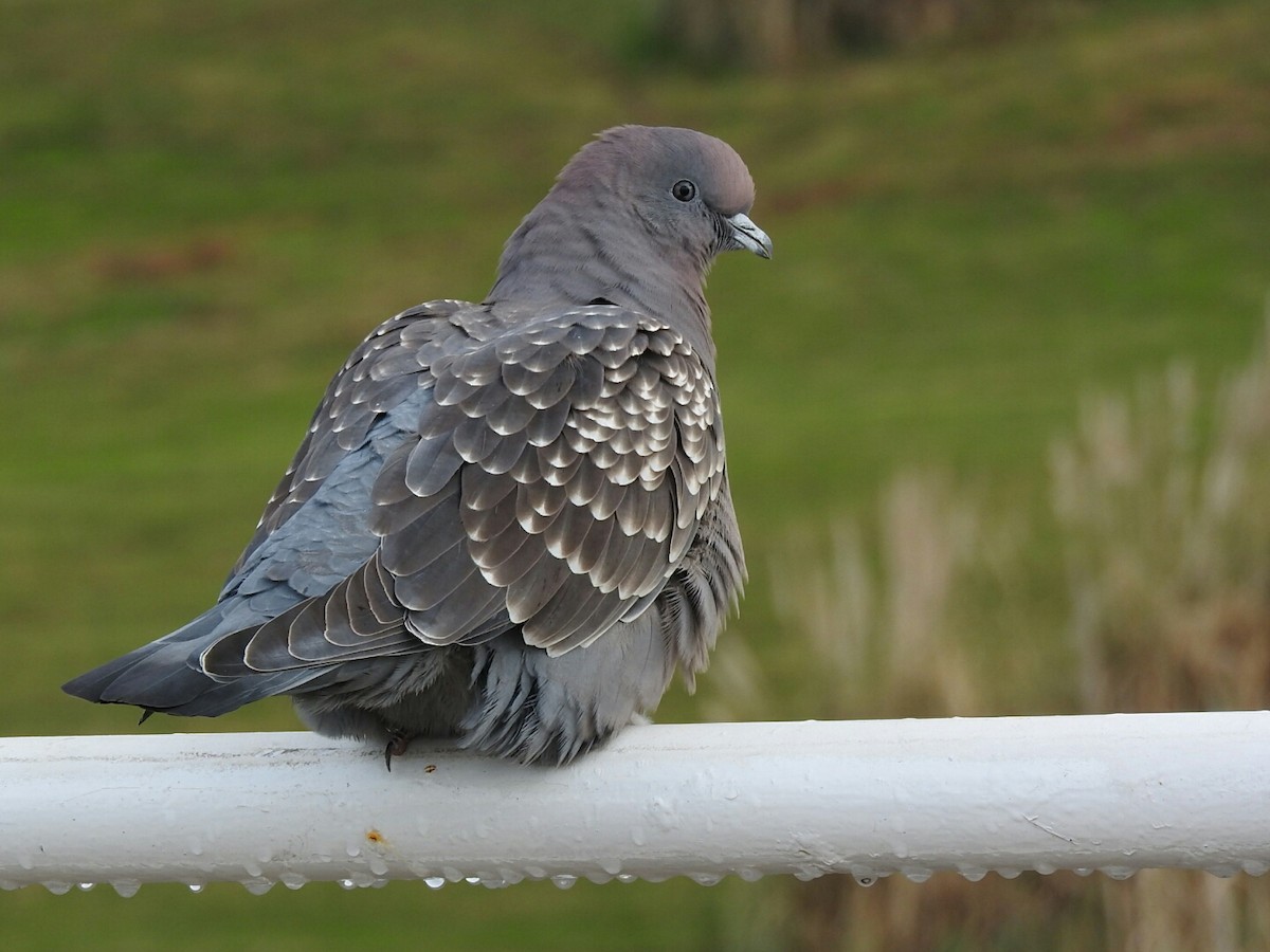 Spot-winged Pigeon - ML348712441