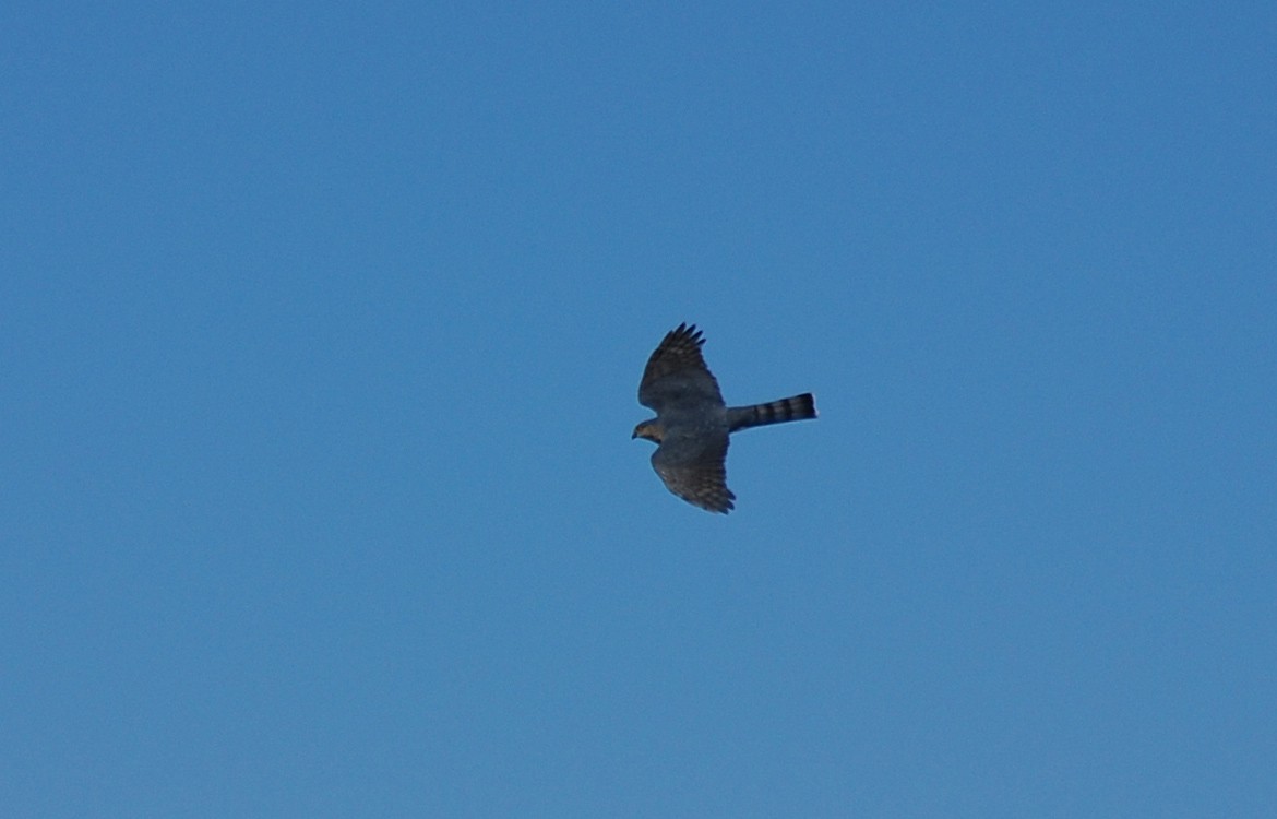 Sharp-shinned Hawk (Northern) - ML34871261