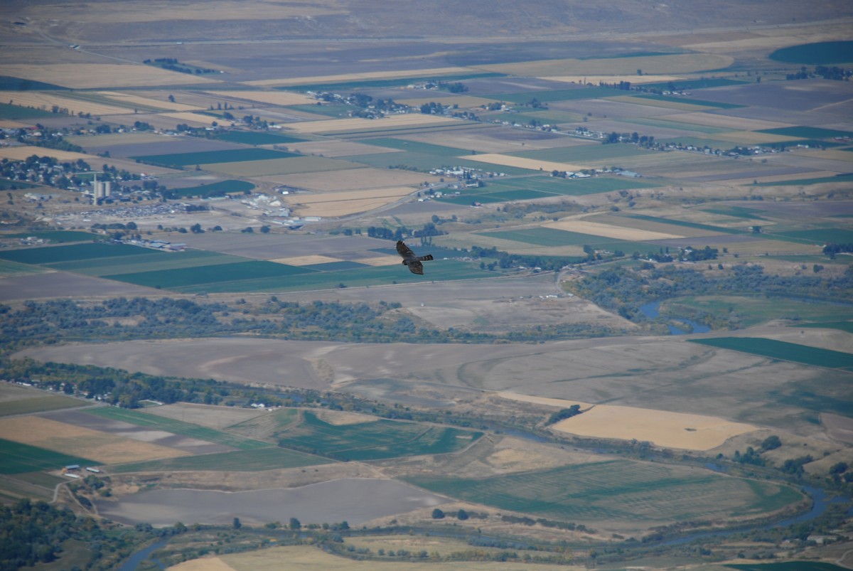 Sharp-shinned Hawk (Northern) - ML34871271