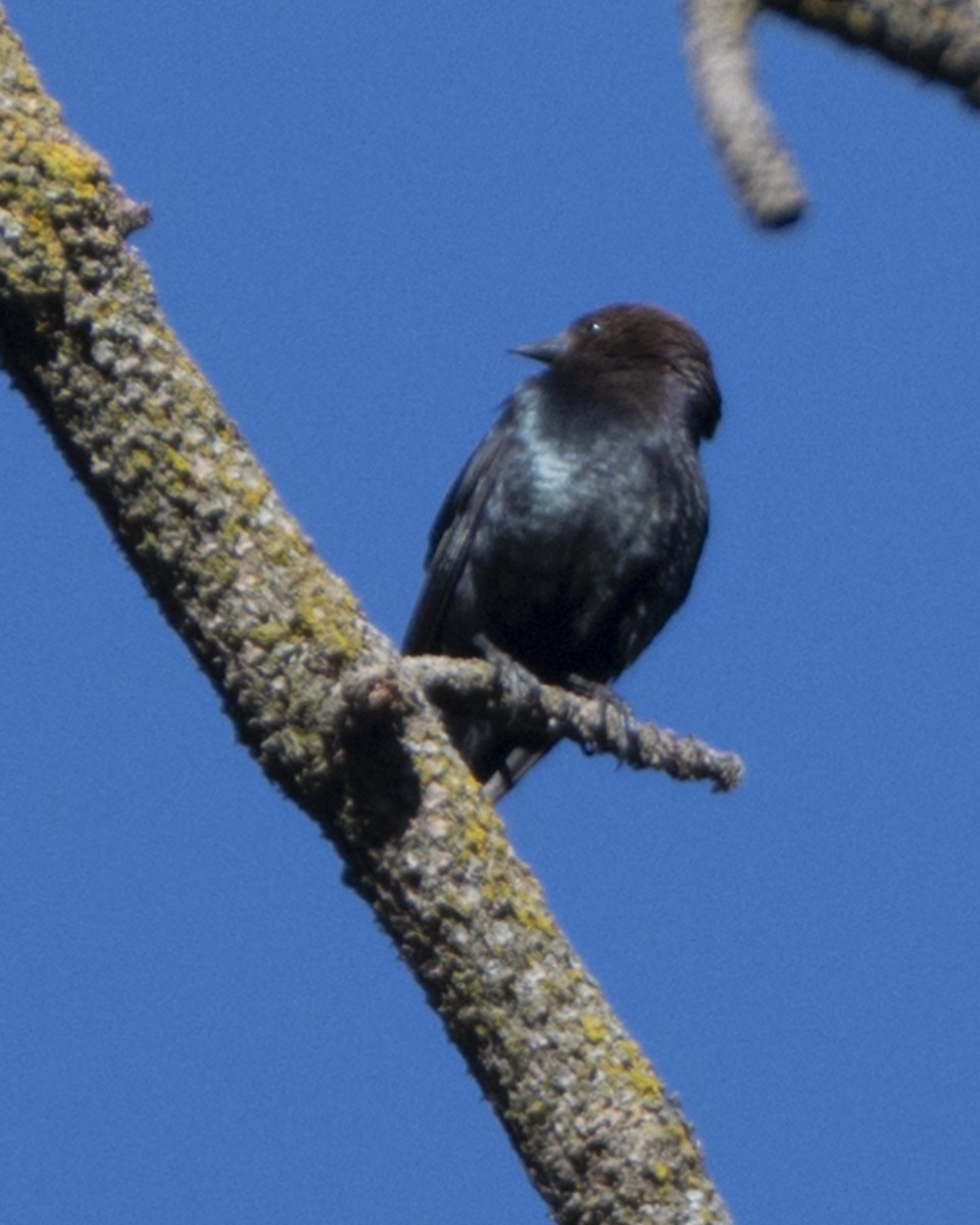 Brown-headed Cowbird - ML348712891