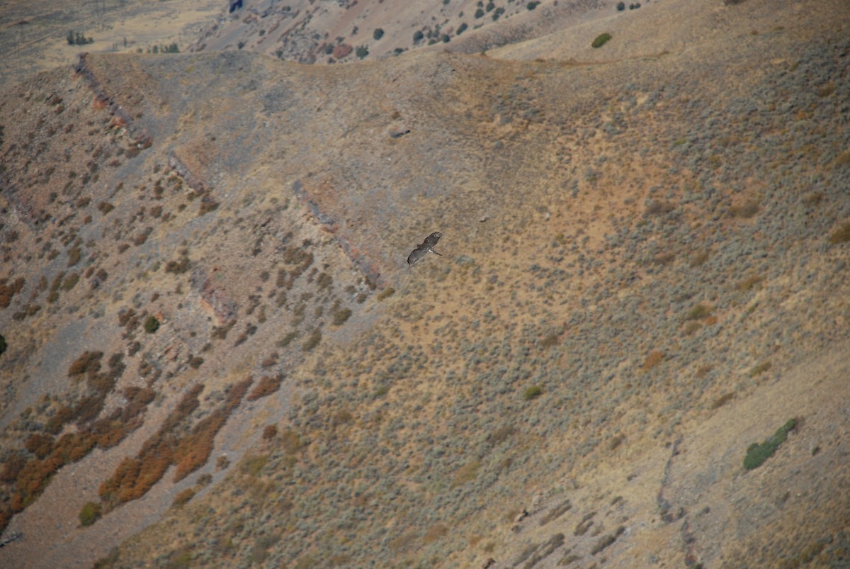 trostehauk - ML34871291