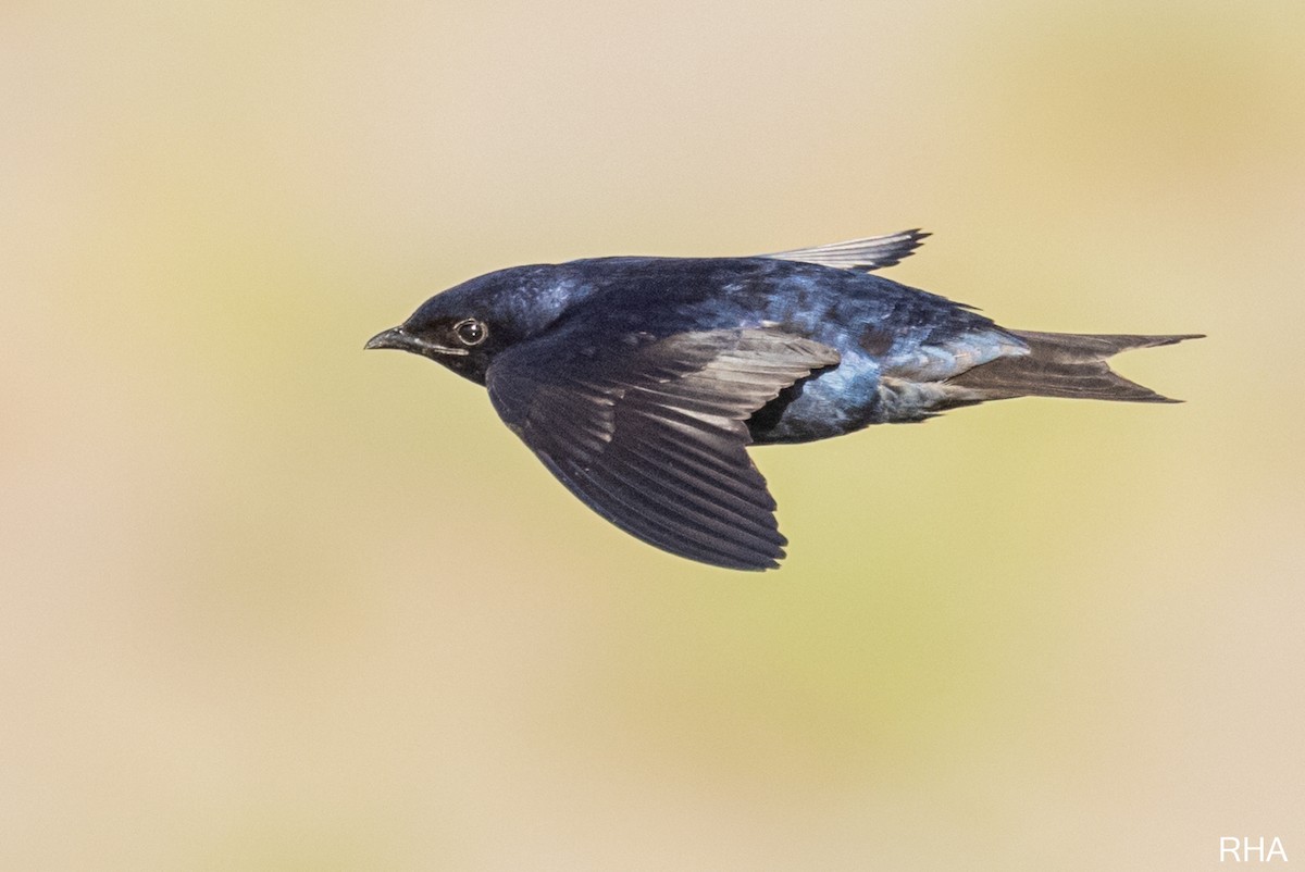 Purple Martin - ML348712951