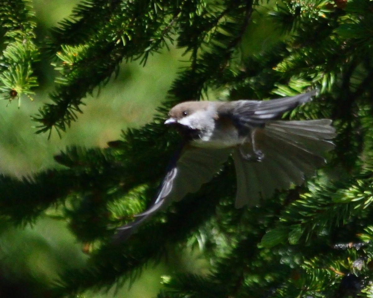 Boreal Chickadee - Robert Davis