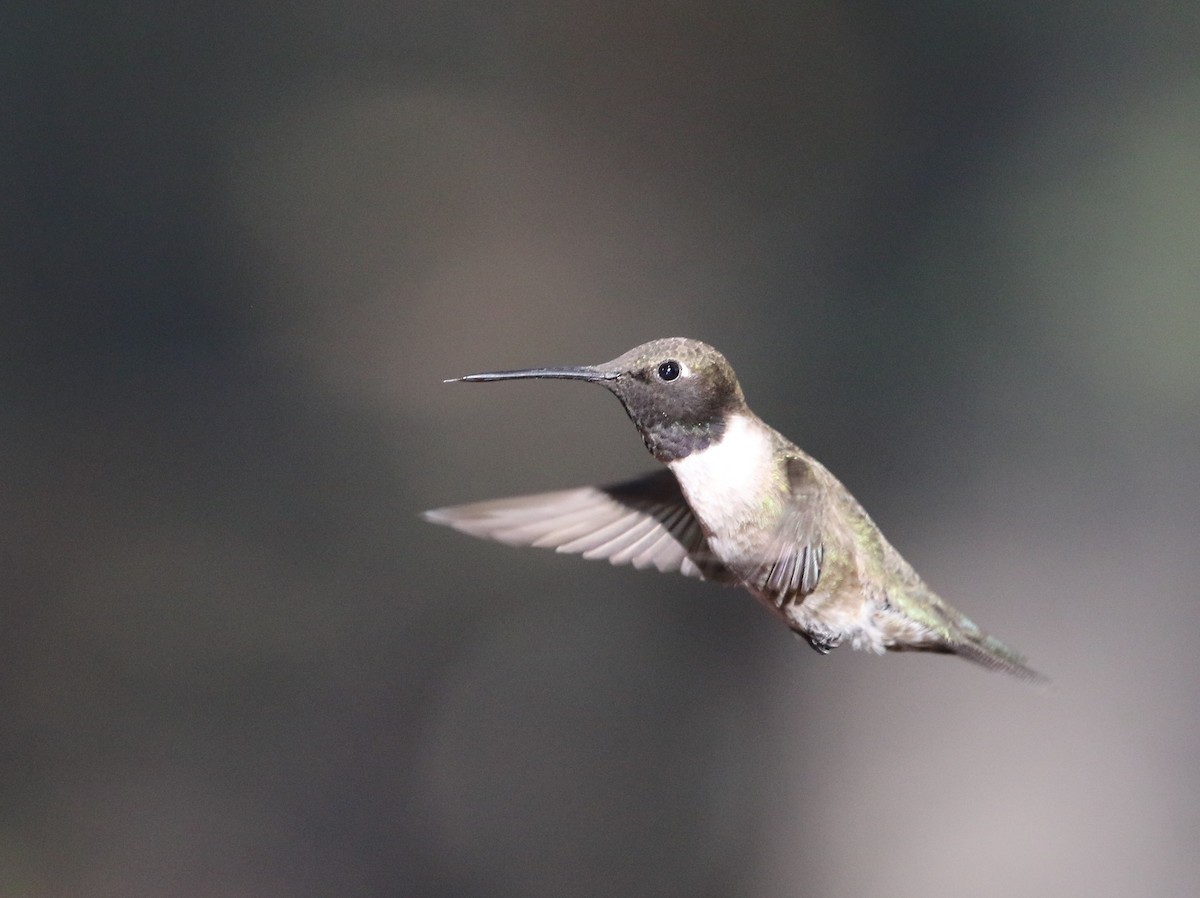 Black-chinned Hummingbird - ML348715461