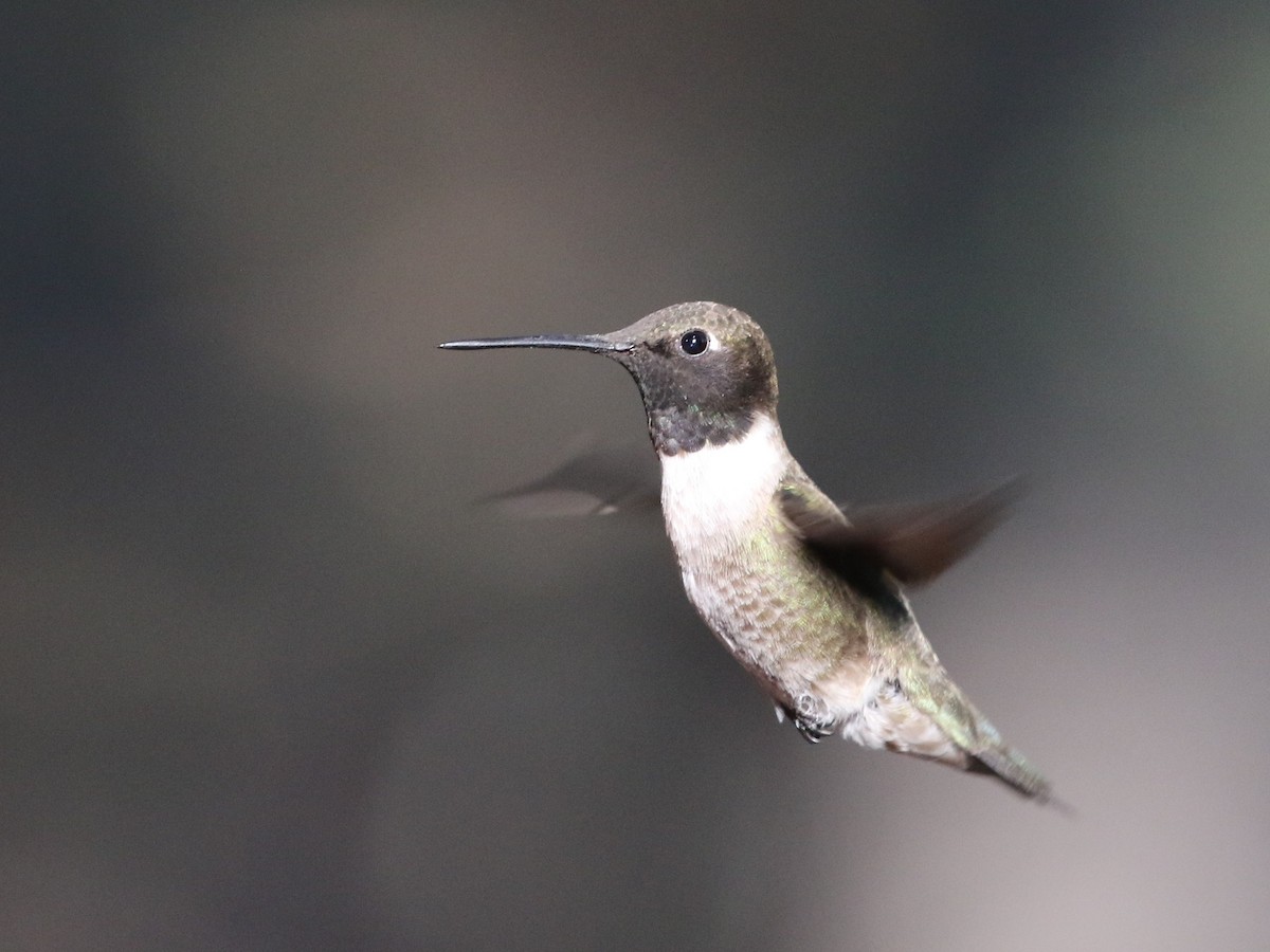 Colibri à gorge noire - ML348715511