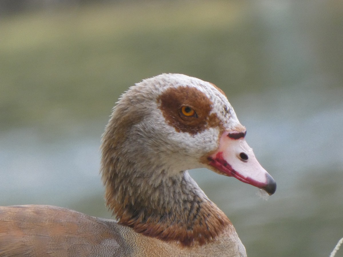 Egyptian Goose - ML348716161