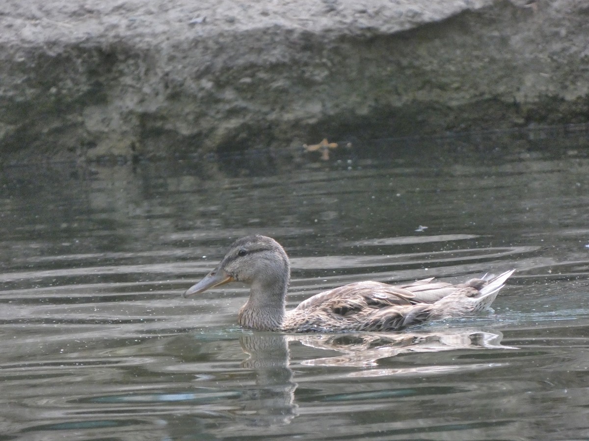 Canard colvert - ML348716311