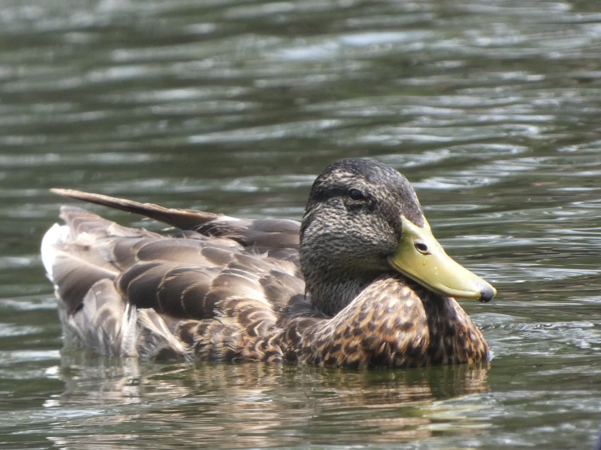 Canard colvert - ML348716321