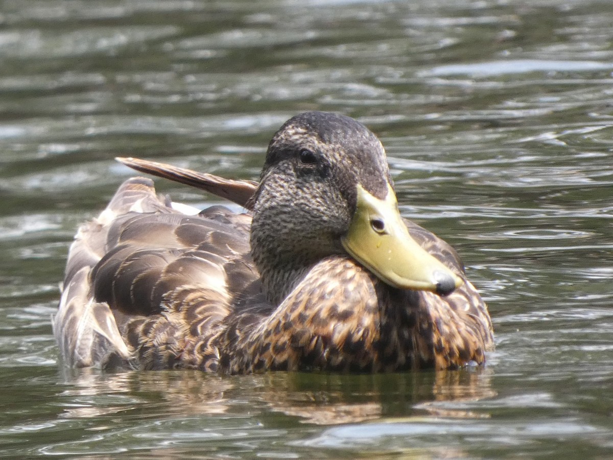 Canard colvert - ML348716331