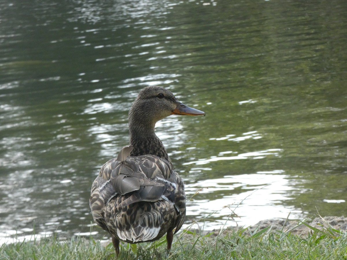 Canard colvert - ML348716341