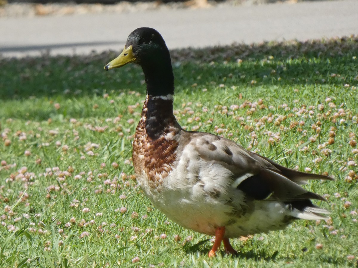 Canard colvert - ML348716561