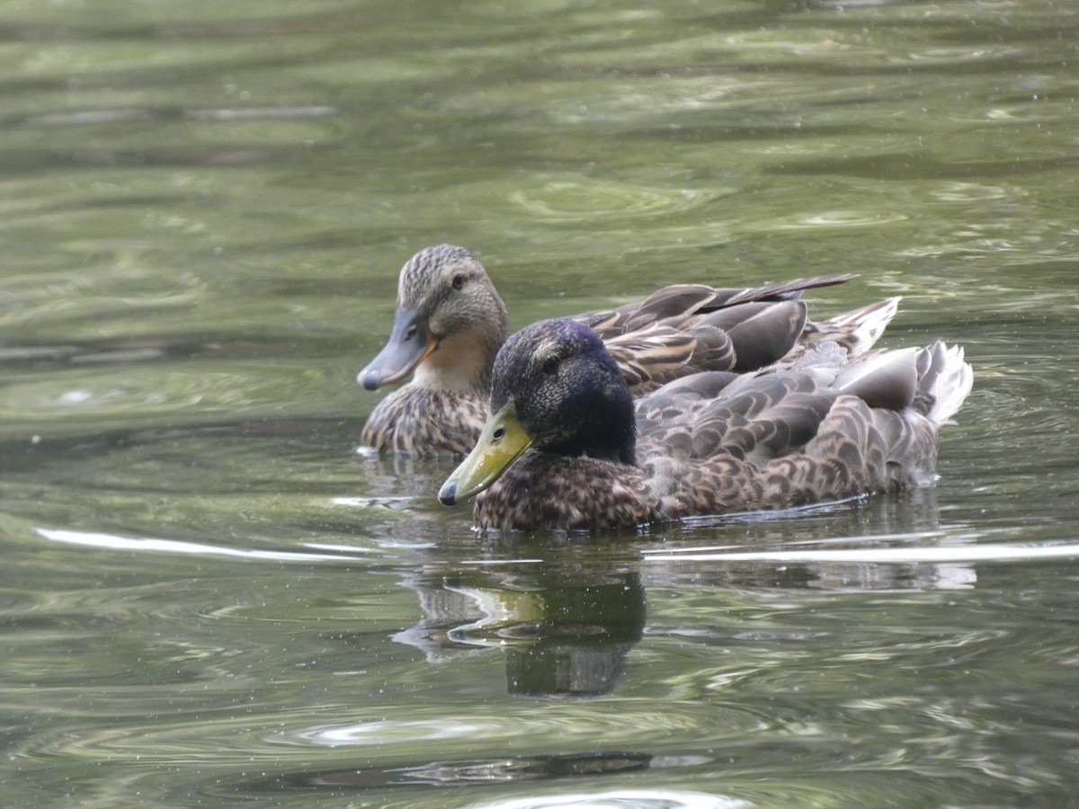 Canard colvert - ML348716591