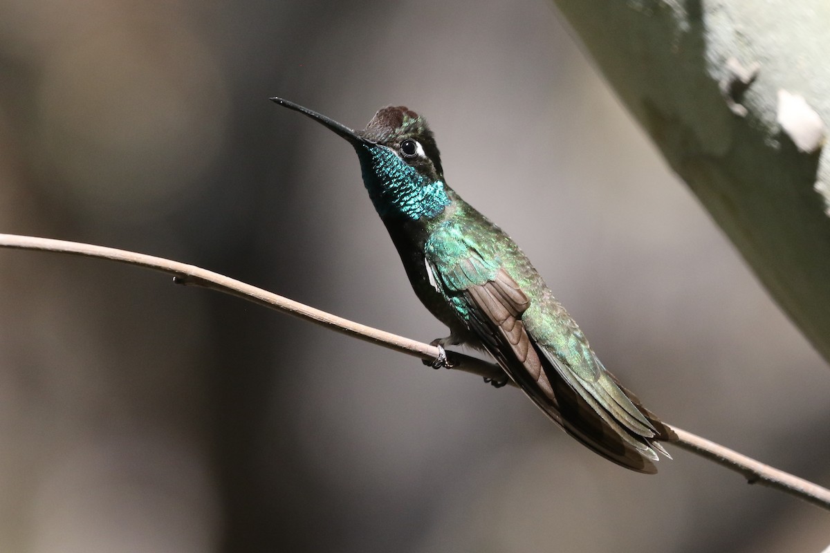kolibřík skvostný - ML348716861