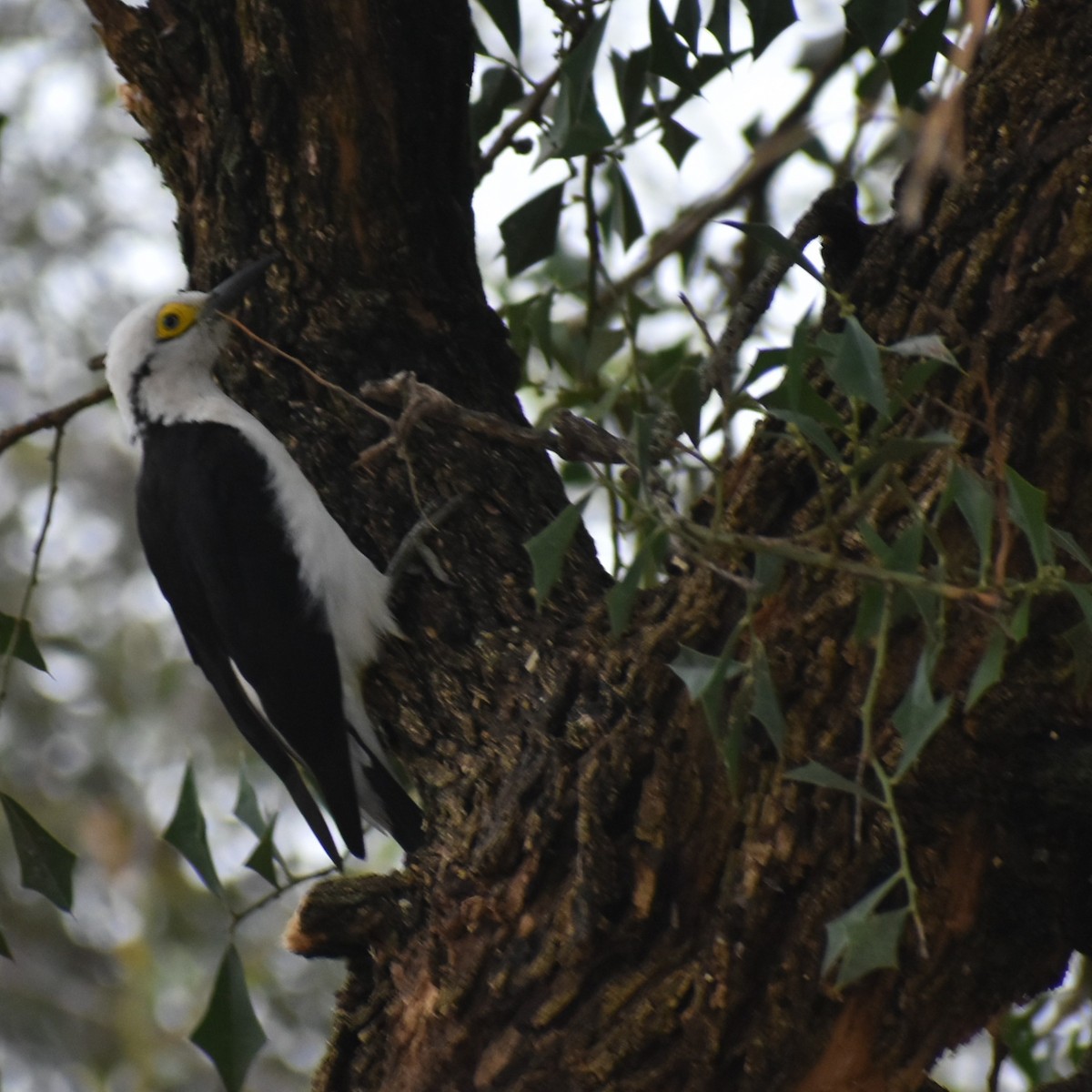 White Woodpecker - ML348716881