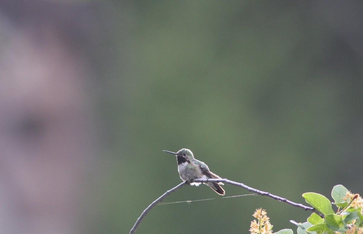 Broad-tailed Hummingbird - ML348716901