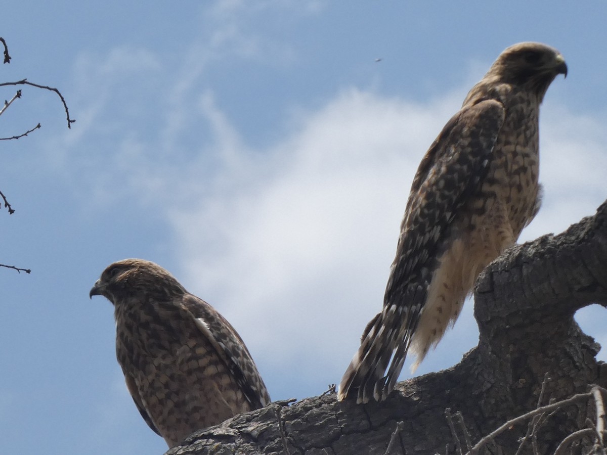 Red-shouldered Hawk - ML348717051