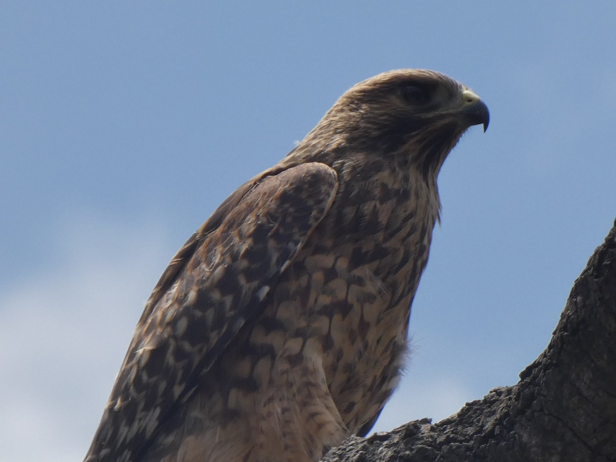 Red-shouldered Hawk - ML348717061