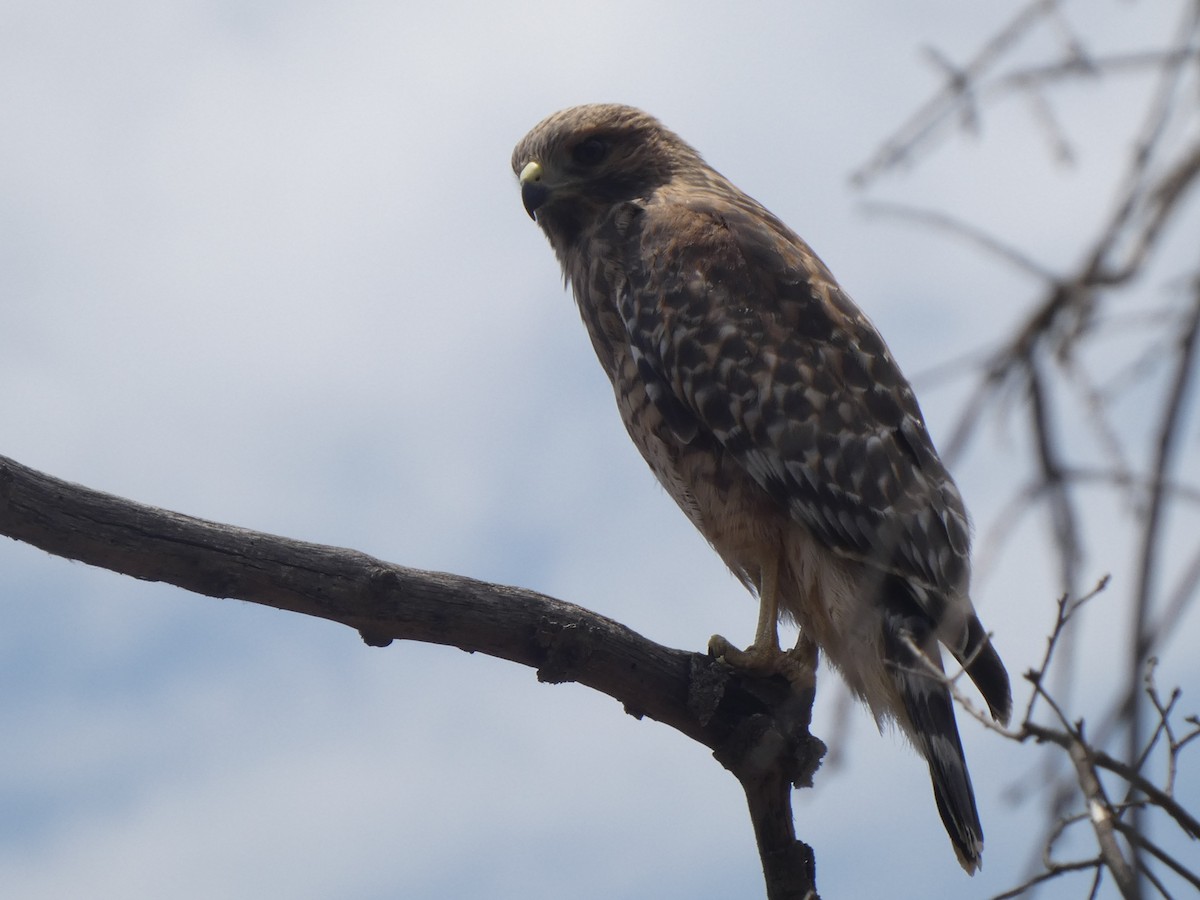 Red-shouldered Hawk - ML348717071