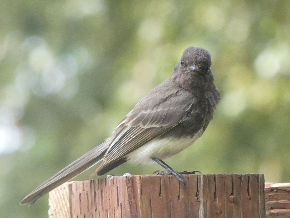 Black Phoebe - ML348717161