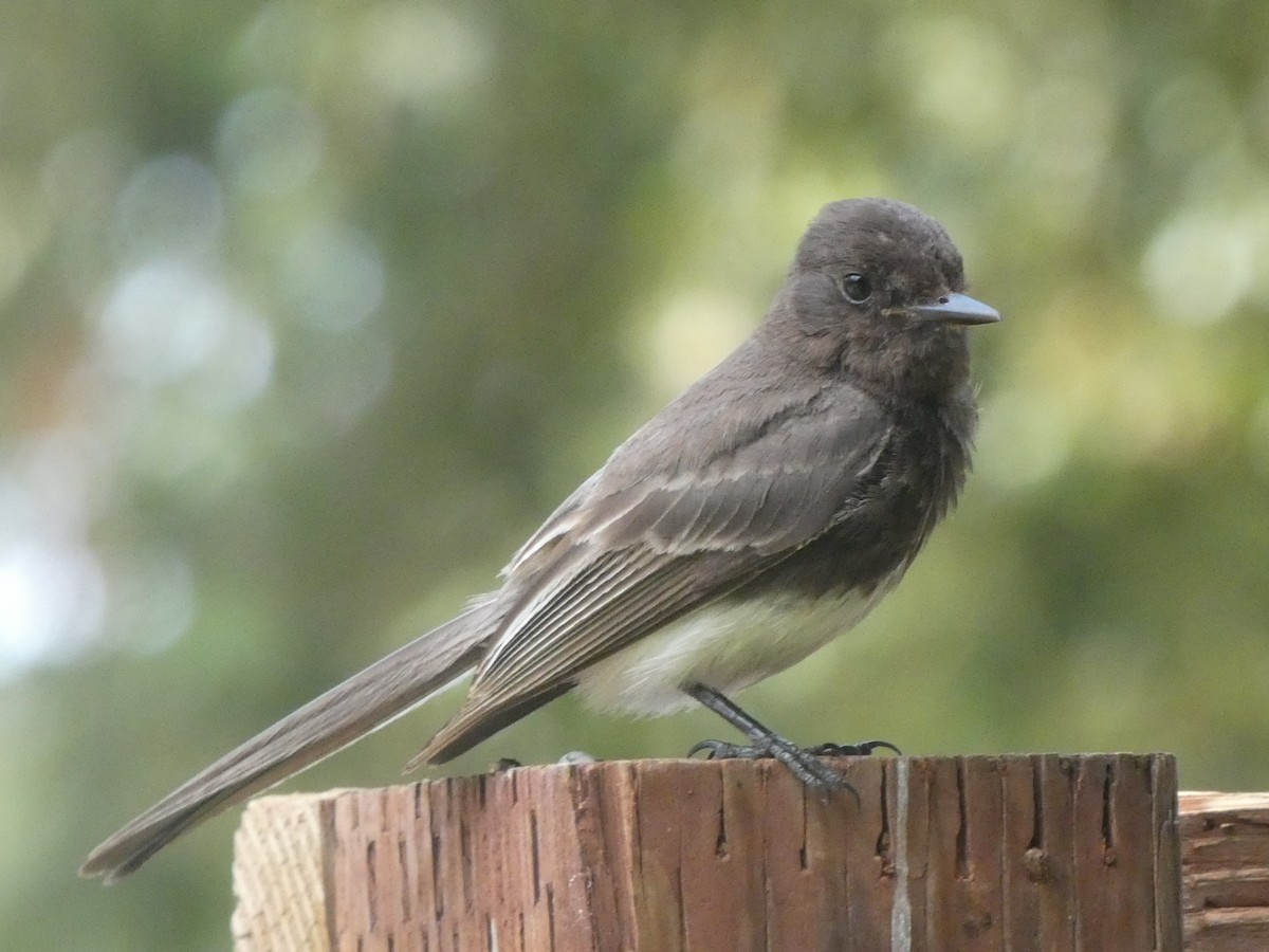 Black Phoebe - ML348717171