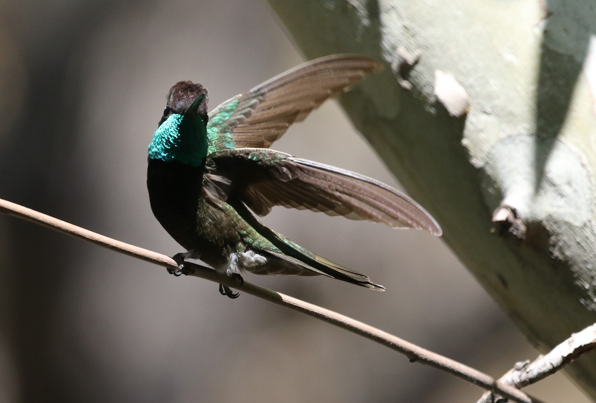 Violettkron-Brillantkolibri - ML348717371