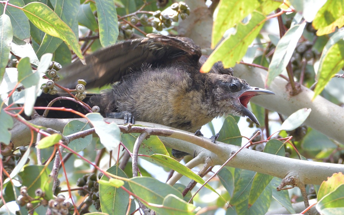 Great-tailed Grackle - ML348718191