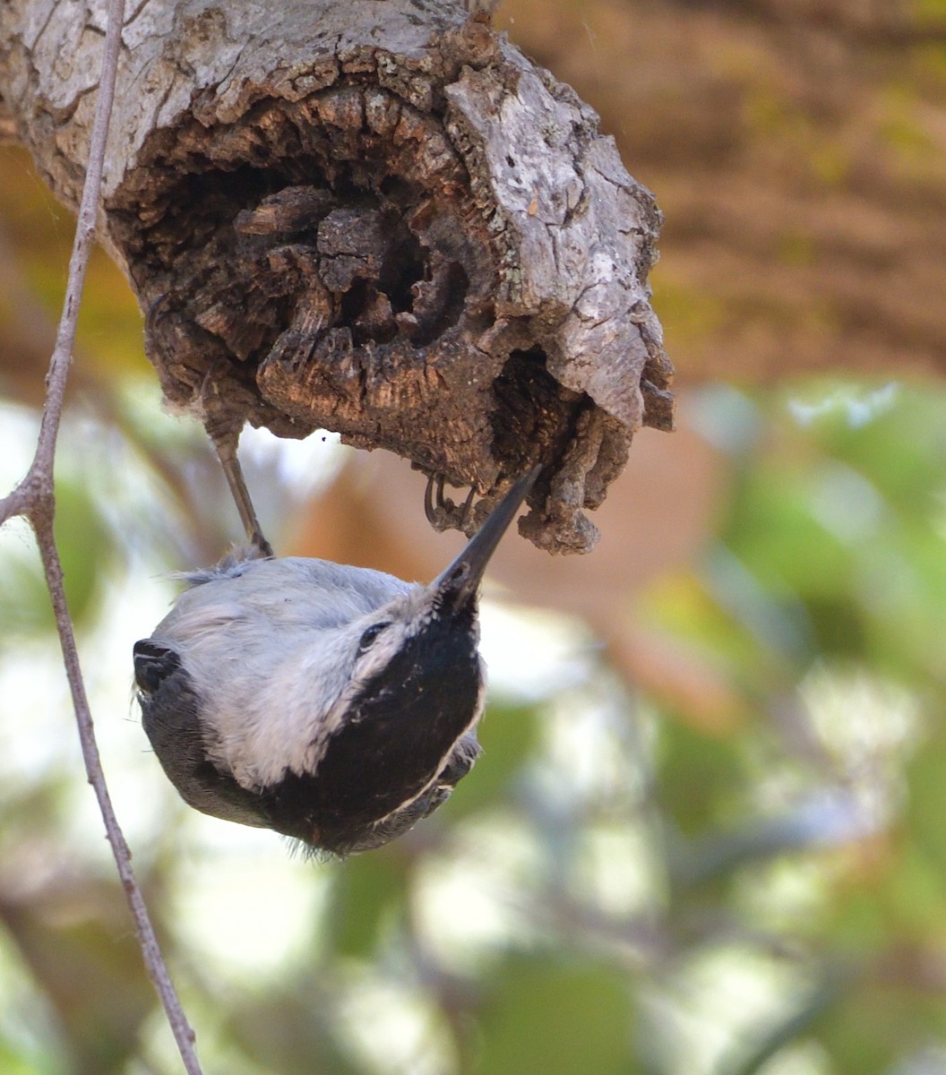 White-breasted Nuthatch - ML348718211