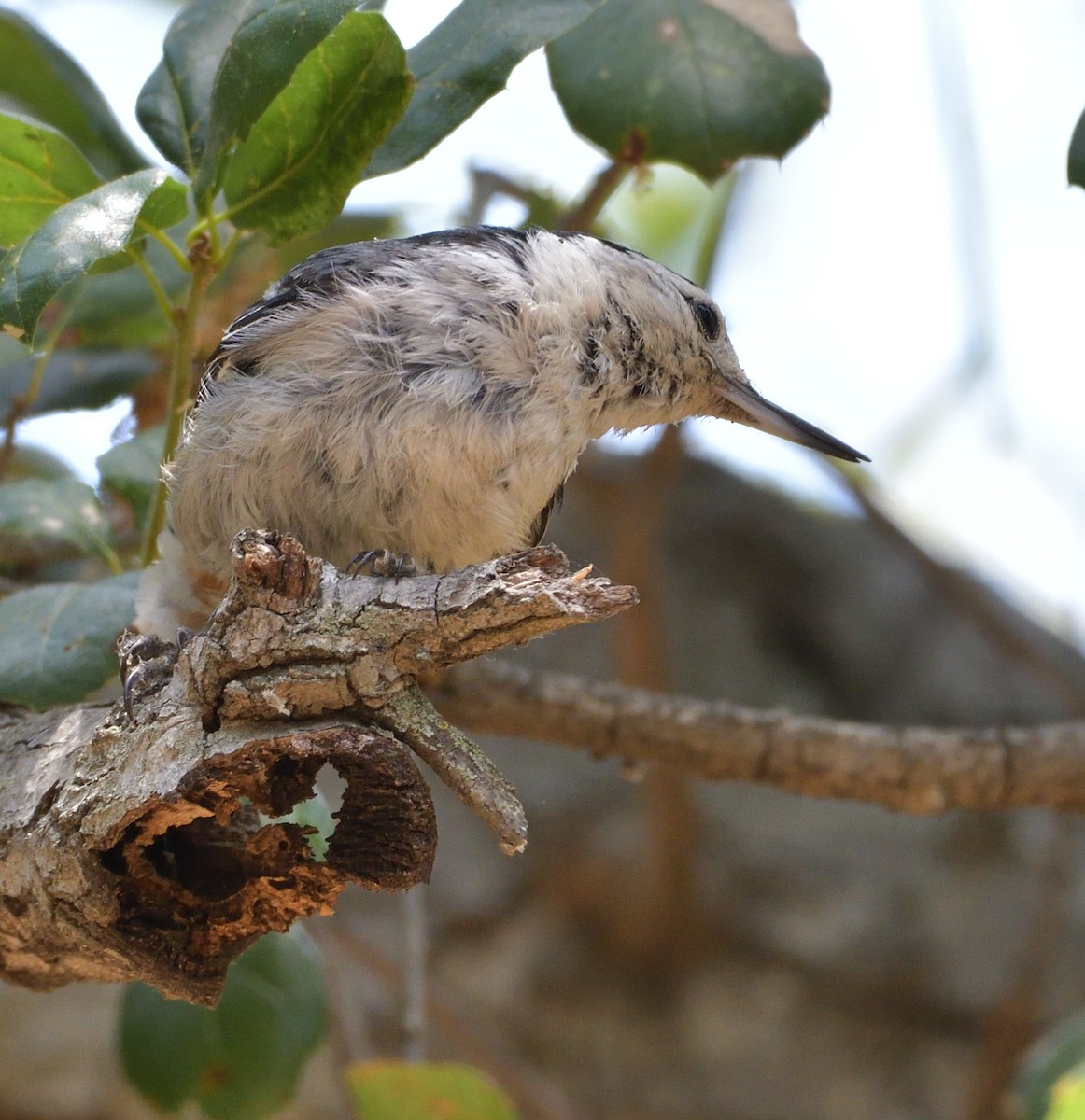 White-breasted Nuthatch - ML348718231