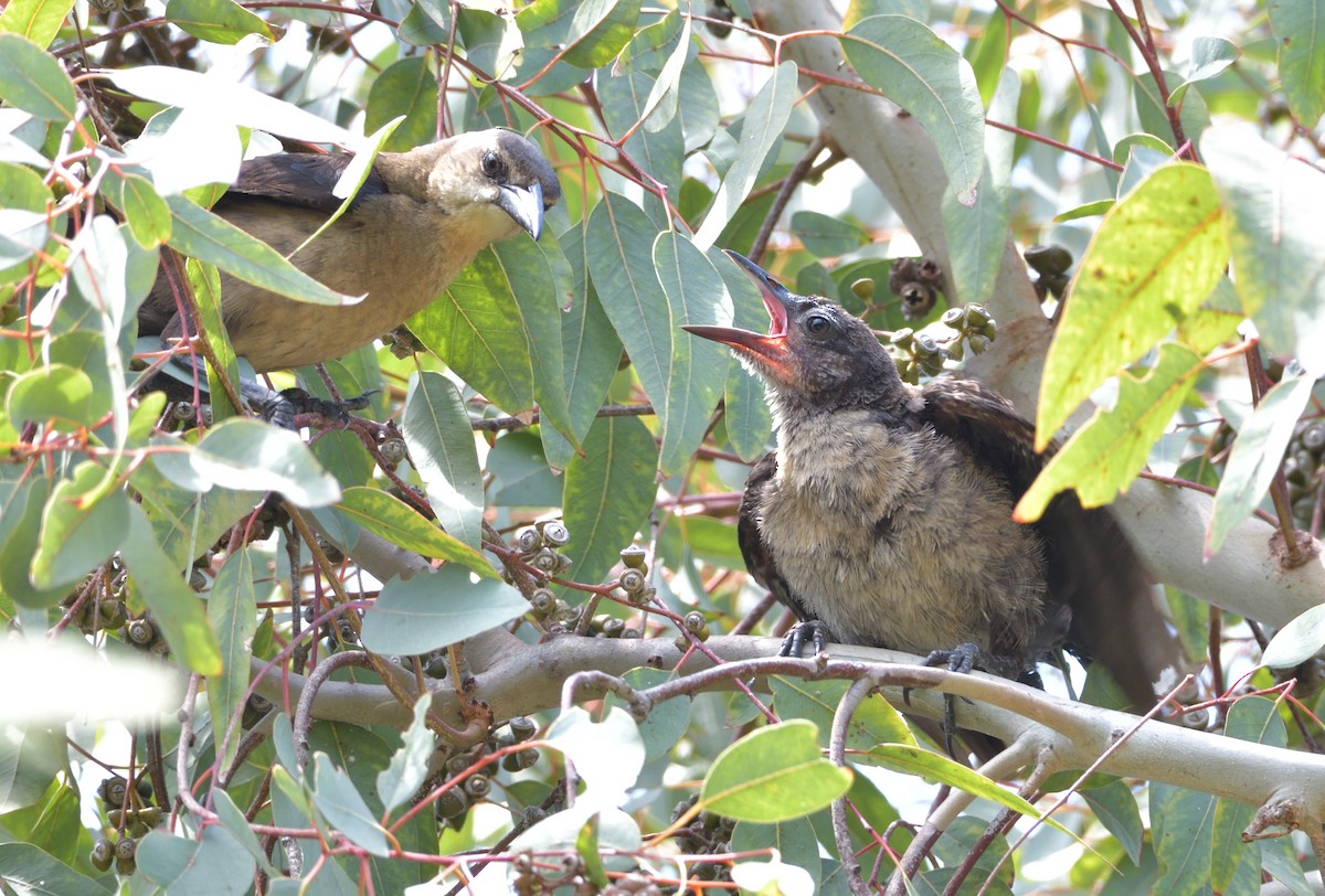 Great-tailed Grackle - ML348718281