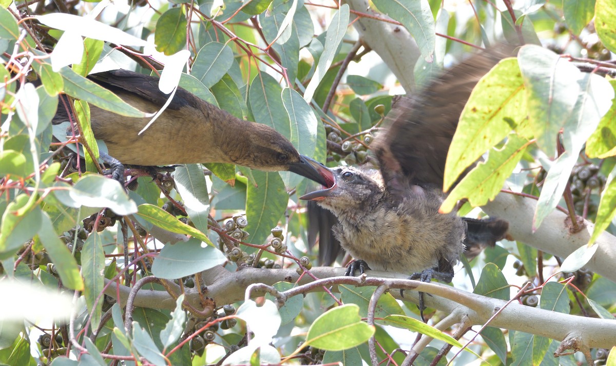 Great-tailed Grackle - ML348718301