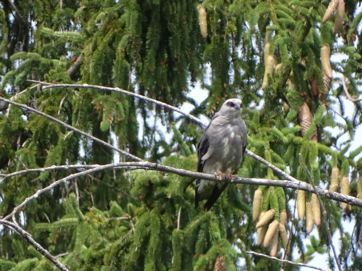 Mississippi Kite - ML348718431