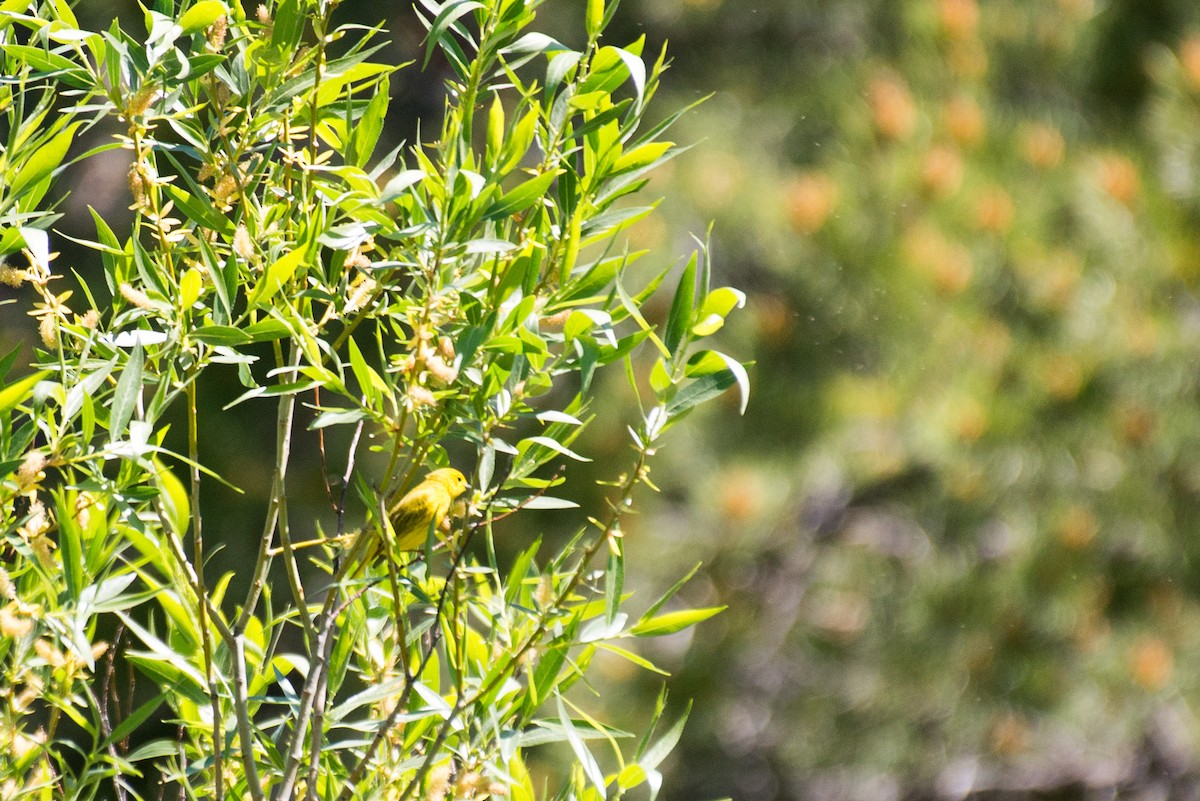 Yellow Warbler (Northern) - ML348718931