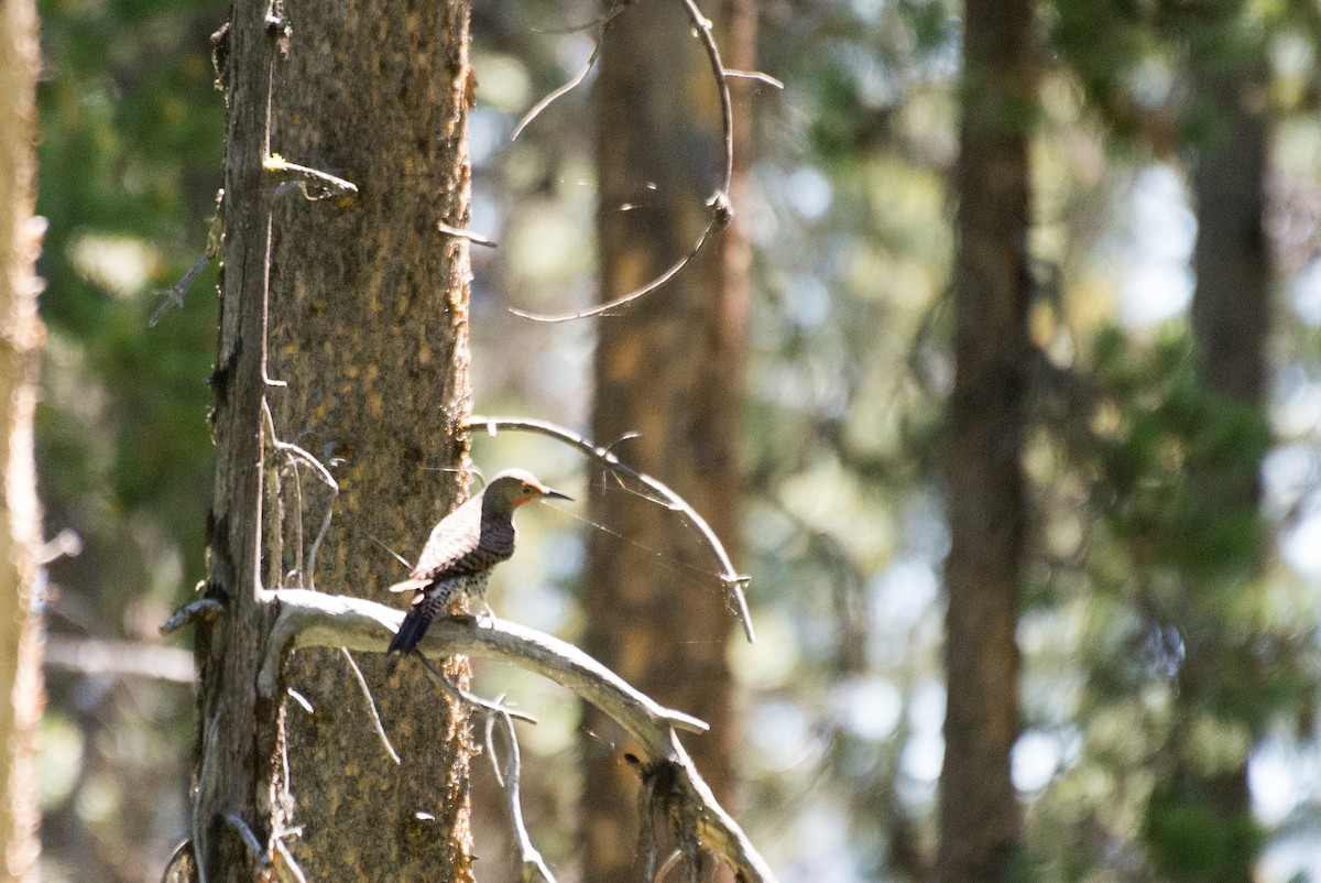 Northern Flicker (Red-shafted) - ML348719101