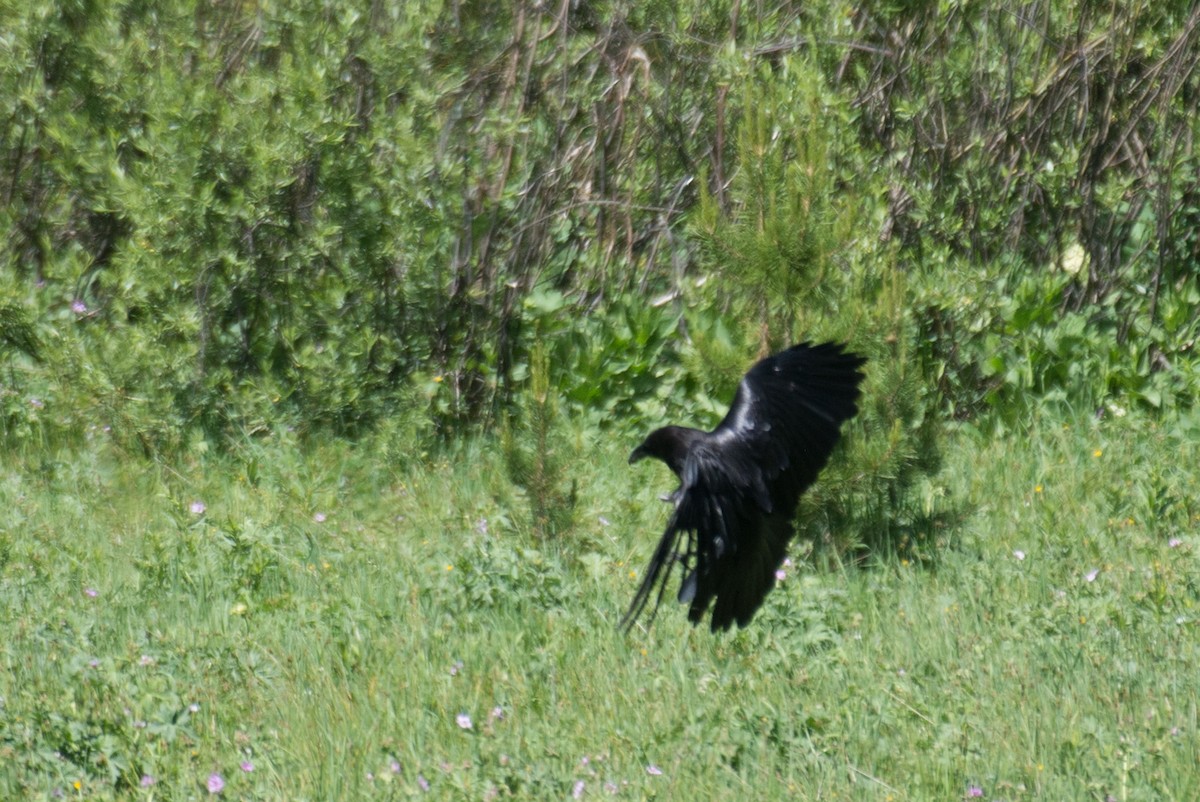 American Crow - ML348719341