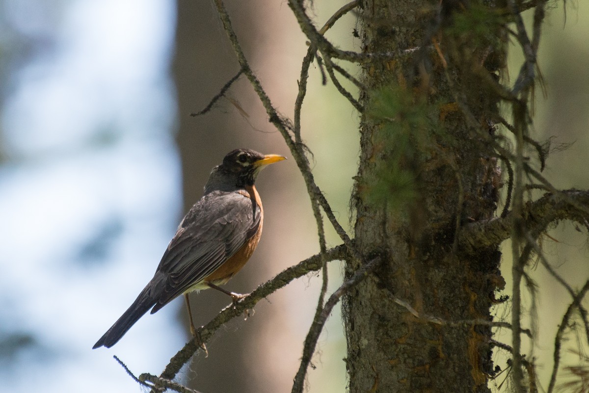 American Robin - ML348719361